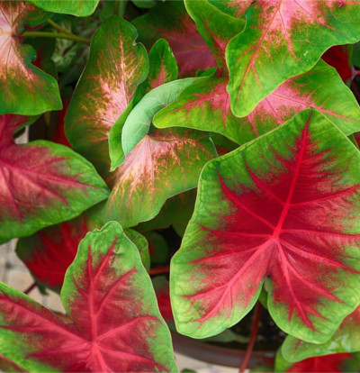 foto-caladium