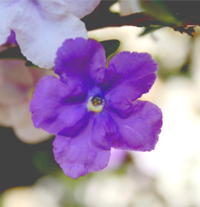 foto-brunfelsia