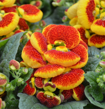 foto-calceolaria