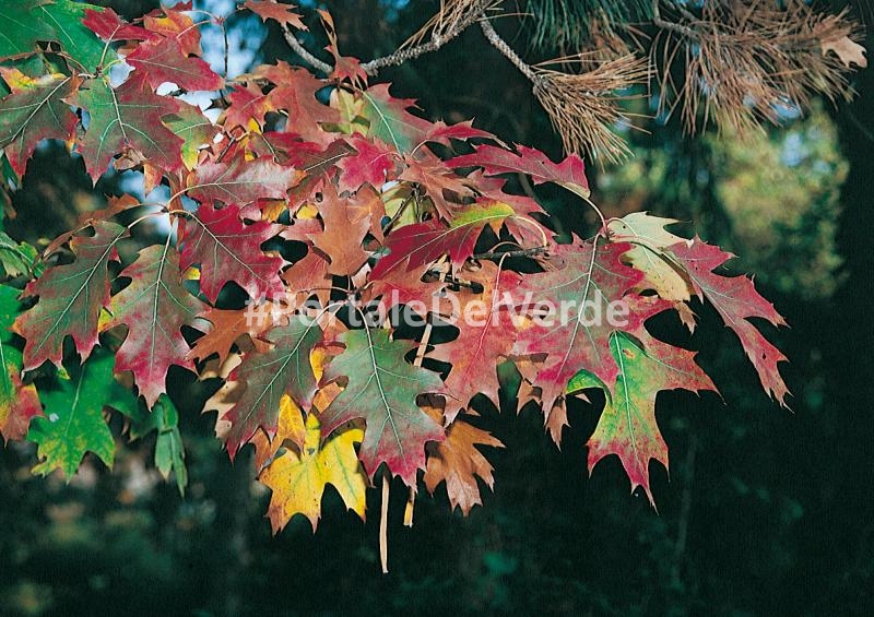 Quercus Rubra