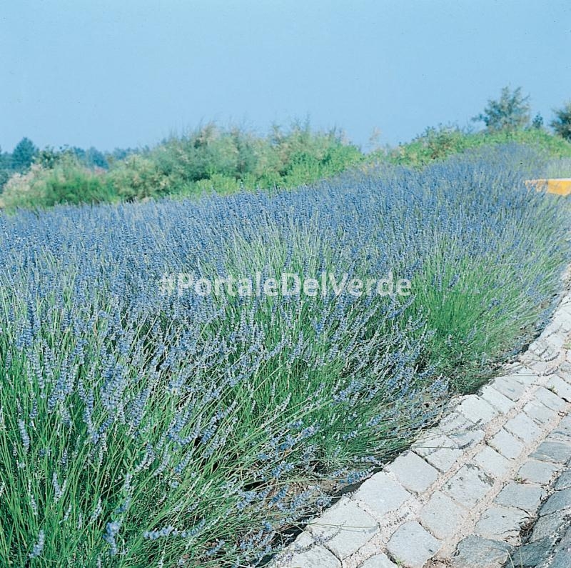 Lavanda Angustifolia