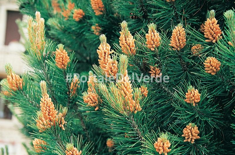 Pinus MUGO VAR. MUGHUS