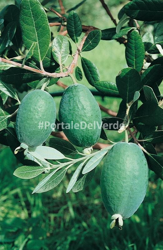 Acca Feijoa Sellowiana