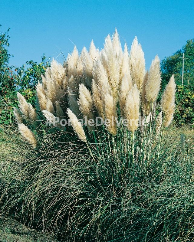 pianta Erba delle Pampas NANA Cortaderia Pumila