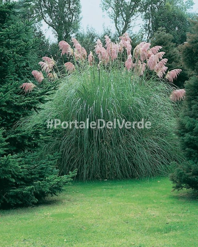 pianta Erba delle Pampas NANA Cortaderia Pumila