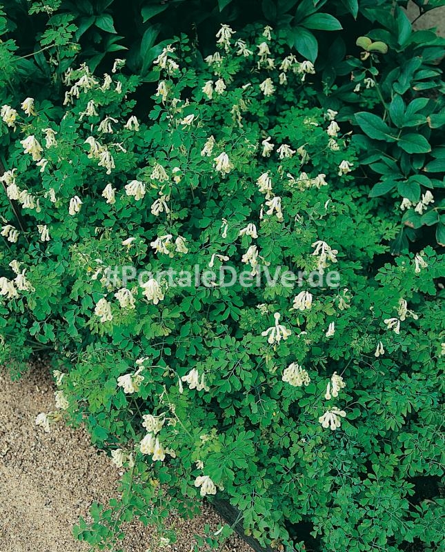 Corydalis ochroleuca: piante perenni per giardini rocciosi Piante perenni per giardino roccioso