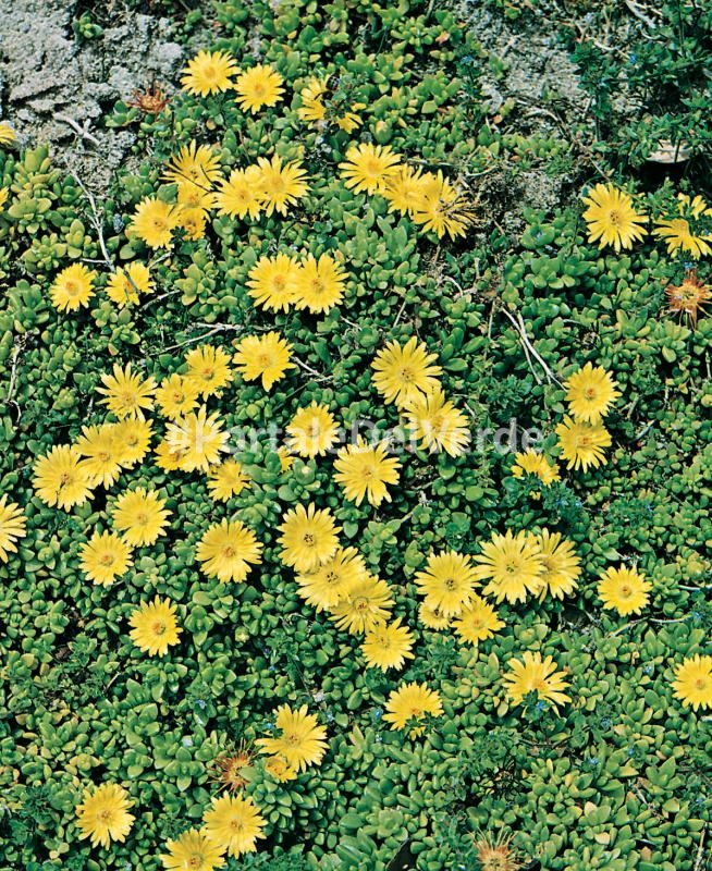 Delosperma lineare: piante perenni per giardini rocciosi Piante perenni per giardino roccioso
