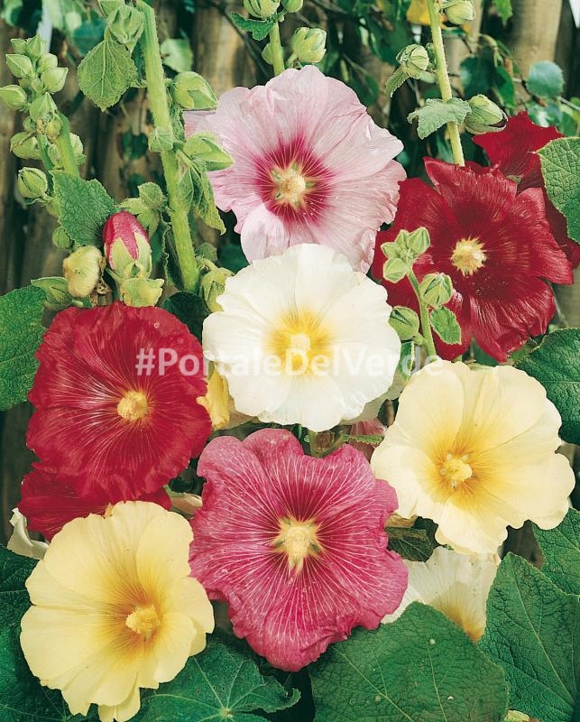 Fiore Giallo Simile All Orchidea - Fiore finto di Orchidea ...