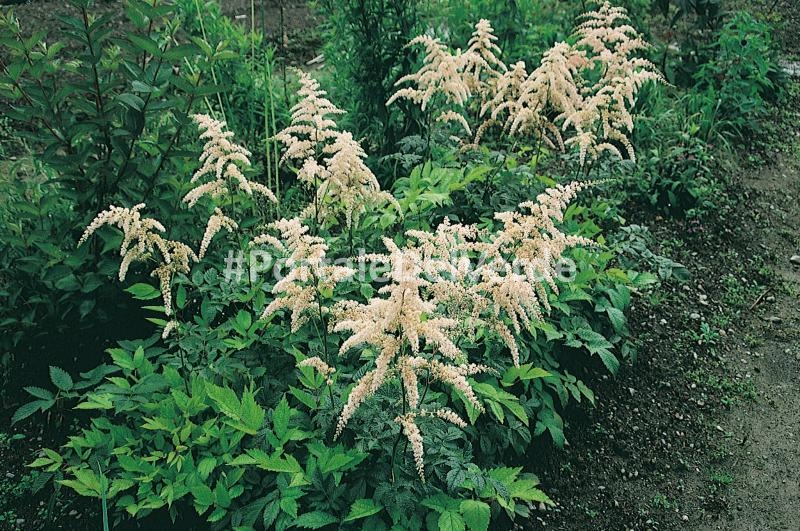 Astilbe 'Prof. van der Wielen' - Van Berkum Nursery