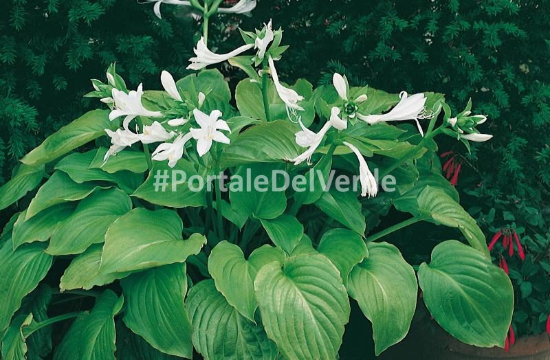 Hosta Plantaginea Piante Perenni A Fiori Decorativi