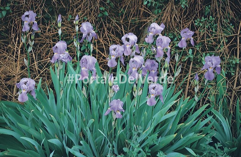 Bulbi Dell'Iride-Iris Bulbi Rifiorente,Iris Bulbi Misti,Bulbi Da Fiore Iris,Bulbi Di Iris,Bulbi Iris,Iris Bulbi,Pianta Perenne-10Bulbi-d