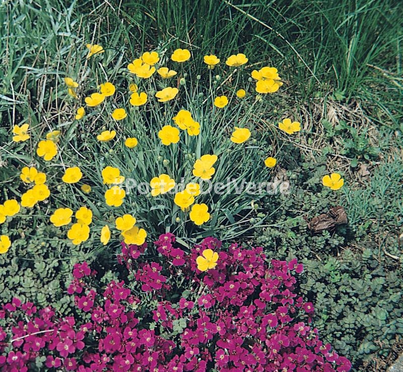 Ranunculus gramineus: piante perenni per giardini rocciosi Piante perenni per giardino roccioso