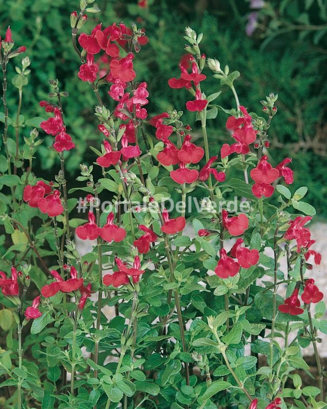 Salvia microphylla: piante perenni a fiori rossi