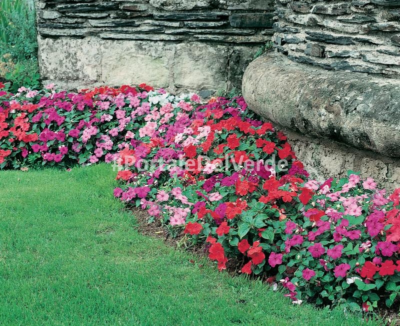 Impantiens o Fiore di Vetro, Consigli di Cura e Coltivazione