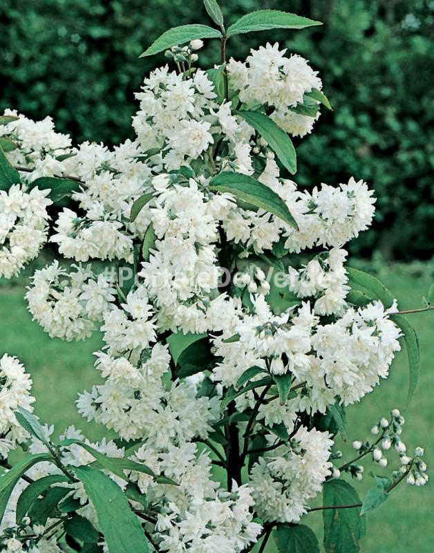 Deutzia Scopri Come Coltivare L Arbusto
