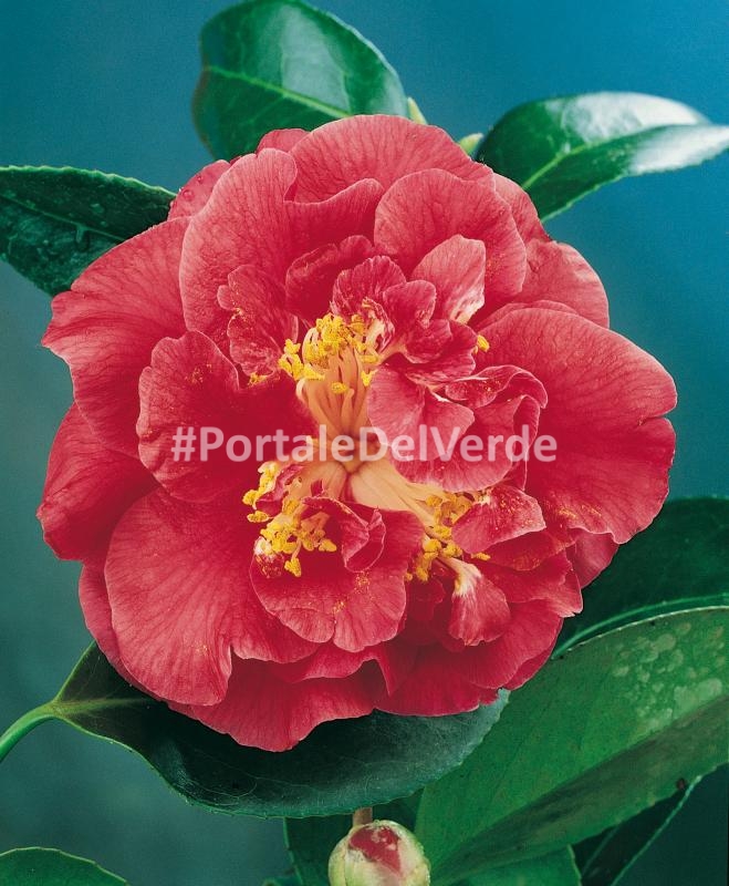 Camellia JAPONICA