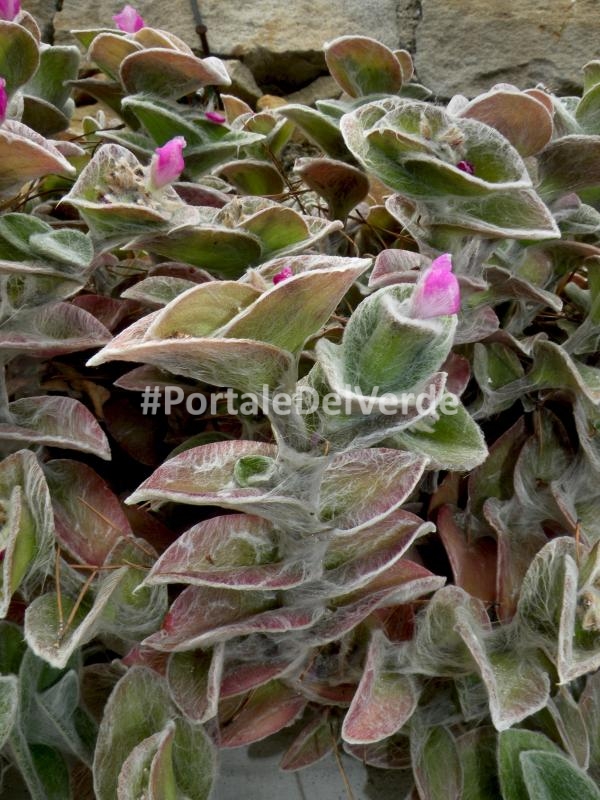 Coprisedia Piante Tropicali Fiori Foglie Barra Piastrellata