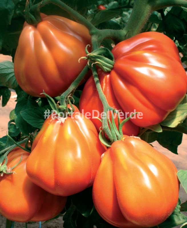 Pomodoro pera Lycopersicum esculentum Scheda tecnica