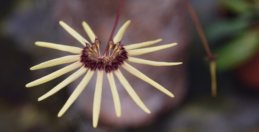 Perugia Flower Show, mostra-mercato piante rare e inconsuete