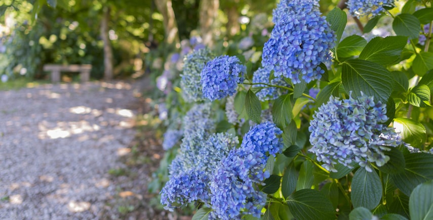 A Bolsena arriva l'attesissima Festa delle Ortensie!