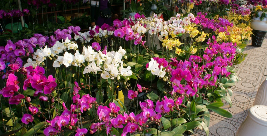 È arrivata 'Fiorissima', mostra-mercato florovivaistica di piante rare e particolari e articoli per il giardinaggio