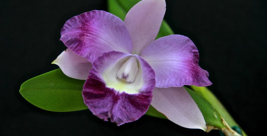 Pistoia si prepara ad accogliere 'ORCHidea': la prima manifestazione dedicata al mondo delle orchidee