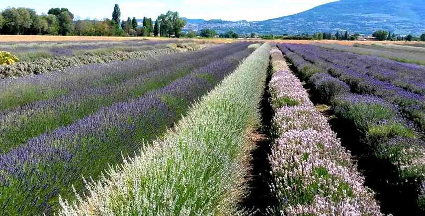 VII edizione della tradizionale 'Festa della lavanda': mostra-mercato florovivaistica di piante aromatiche