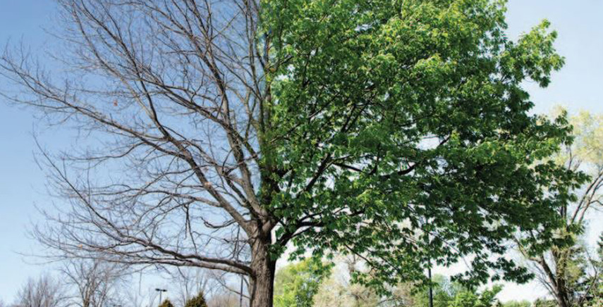 'Lo sviluppo dell'albero e la sua diagnosi': convegno tecnico-scientifico organizzato da Assofloro Lombardia