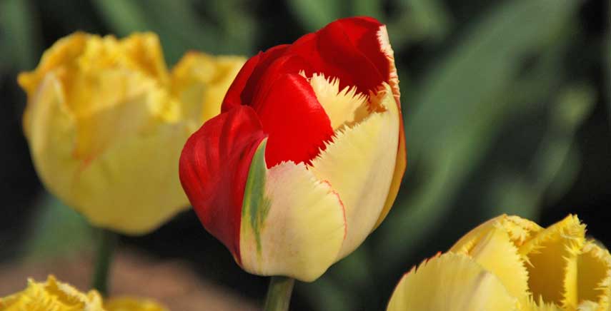 Tulipomania e storie di bulbi bizzarri