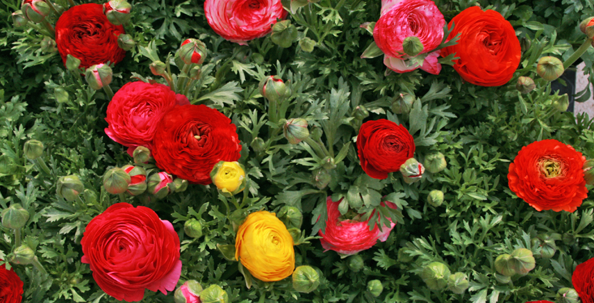 Flower Show - Mostra mercato piante rare e inconsuete