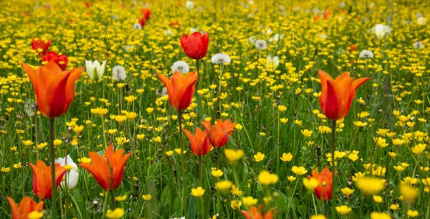 Giardinity Primavera - I Bulbi di Evelina Pisani