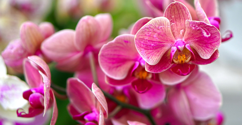 Orchidee del Giappone - 31° Mostra di orchidee e bonsai