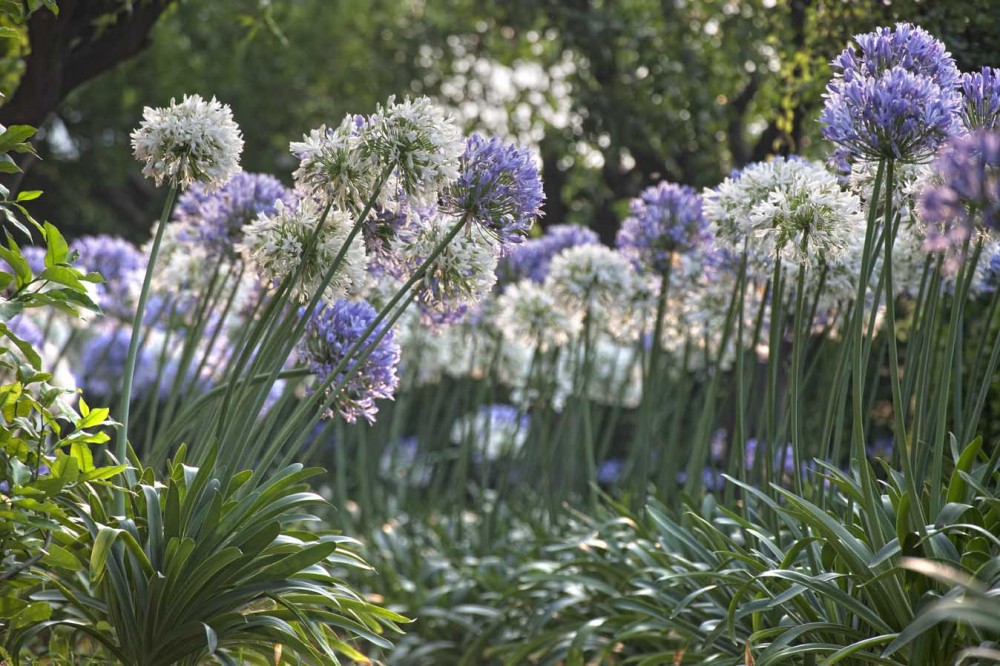 Agapanti in fiore