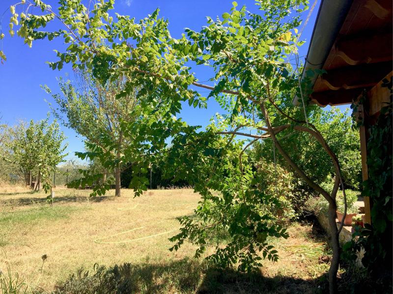 Varietà di albero koleuteria paniculata