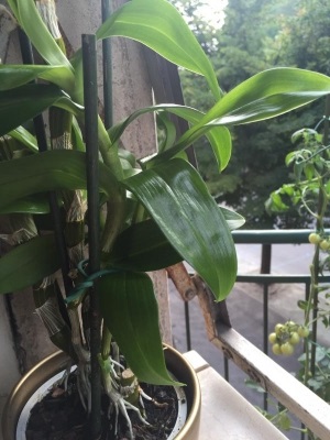 Orchidea Dendrobium: cambiare vaso con uno più grande e terra nuova o lascio tutto così?