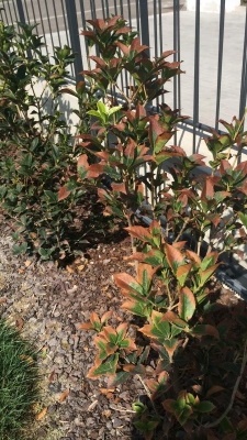 Arbusti con foglie secche in punta: qual è la causa?