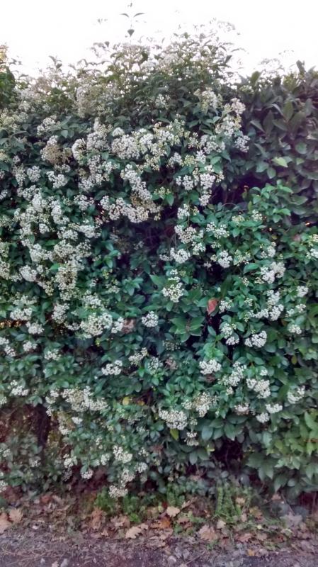 Viburnum tinus: come curarlo dalle malattie Malattie del viburno lucido