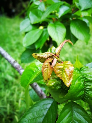 Foglie di ciliegio