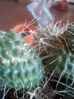 Mammillaria spinosissima cv. Un Pico