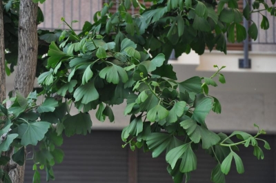 Gingko Biloba