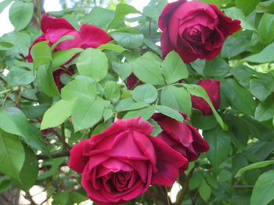 Rosa