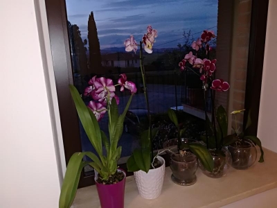 Phalaenopsis, Miltonia