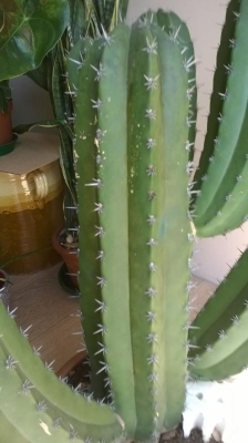 Chichipe, cactus