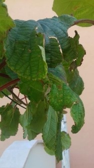 Le foglie della pianta di kiwi femmina sono coperte da chiazze marroni, perchè?