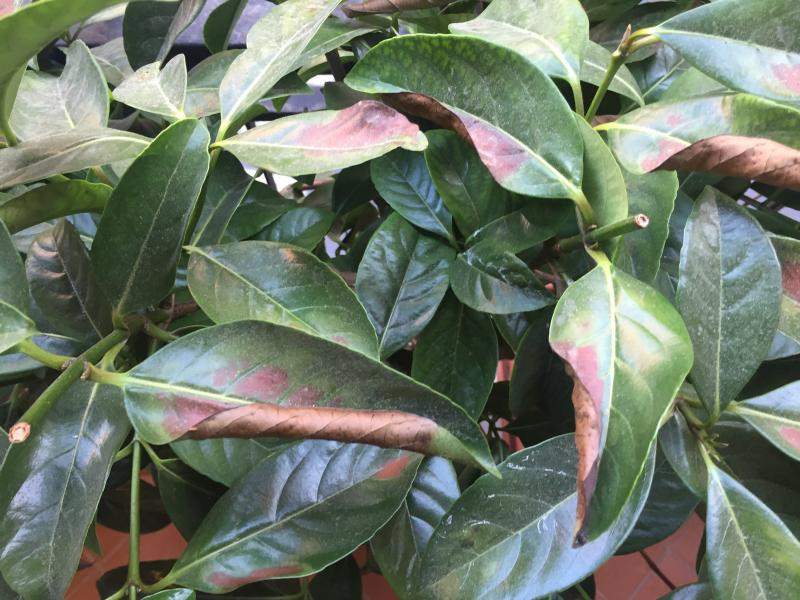Viburno lucido con foglie bruciate. cosa fare? Malattie del viburno lucido
