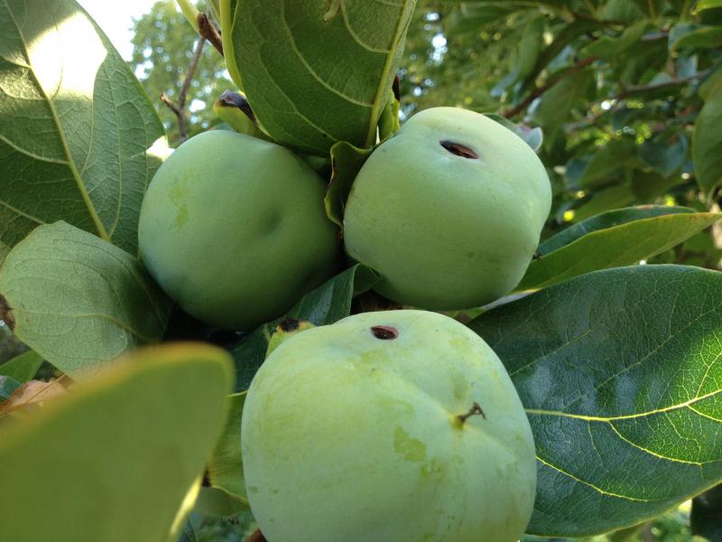 Mosca della frutta ha attaccato i miei kaki? Macchie di frutta