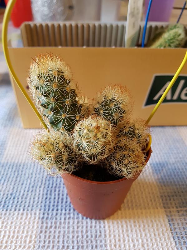 Coryphantha erecta