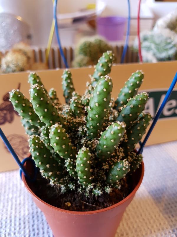 Austrocylindropuntia subulata var. monstruosa