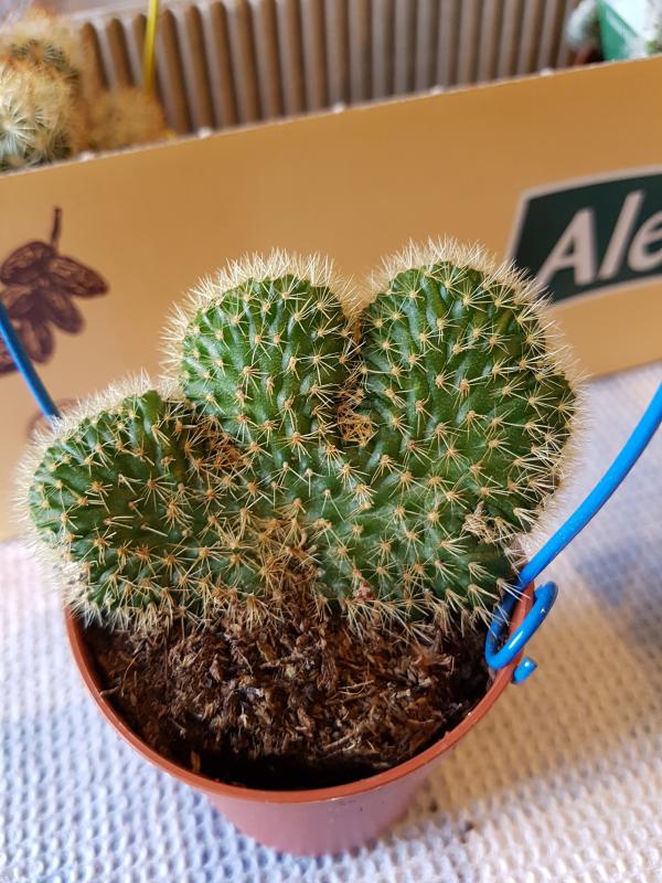 Mammillaria albicata