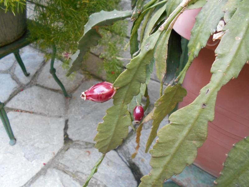 epifillo rosa